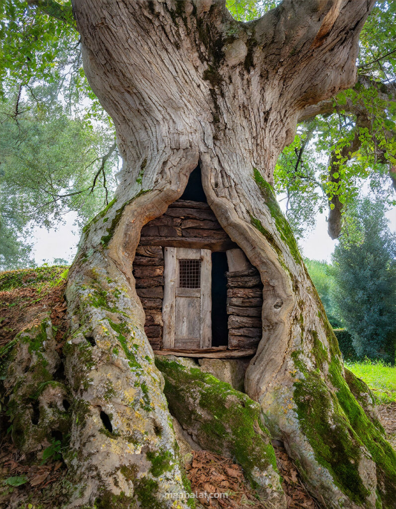 small cottage built in the trunk of an ancient tree
